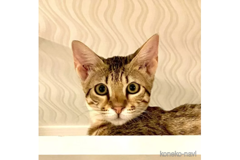 成約済の茨城県のサバンナキャット-90277の3枚目